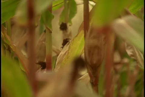 Re-creation of slaves picking corn Stock Footage 86752041