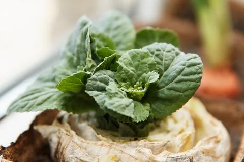 Re-seedling of Beijing cabbage in peat containers Stock Photos