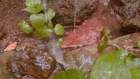 Reabsorption reverse effect of a splashed water Video stock 312324684