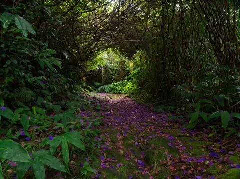 Reach the light at the end of colored path in the forest of Reunion Island Stock Photos