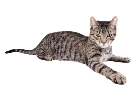 Reaching Cat Foto stock