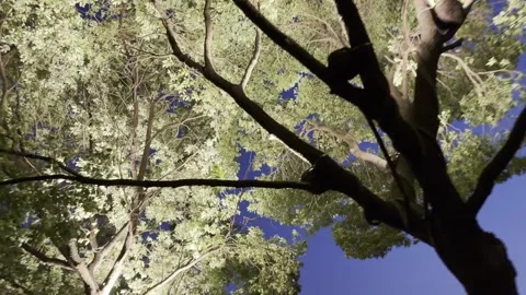 Reaching for the Sky: A Journey Through Nature Vídeo Stock 343876940