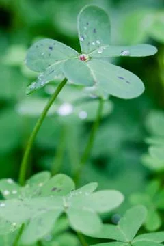 Reaching For The Sky Stock Photos