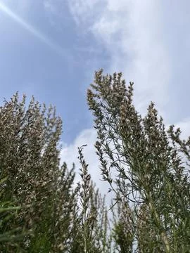 Reaching for the Sky Stock Photos