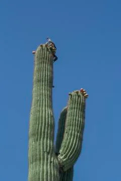 Reaching to the Sun Stock Photos