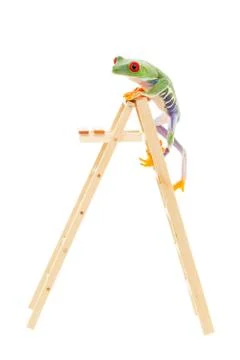 Reaching the top, a red-eyed tree frog climbing to the top of the ladder Stock Photos