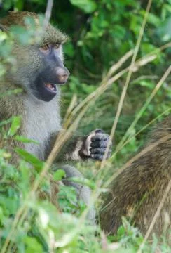 The reaction of a baboon Stock Photos