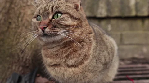 The reaction of a cat that hears different sounds on the street 스톡 동영상 150160723