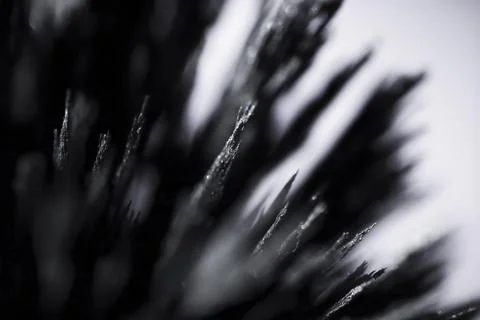 Reaction of iron dust to a magnetic field. Iron filings spikes. Neodymium m.. Foto stock
