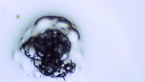 Reaction in petri dish microscope of water and salt crystals Stock Footage 191638282