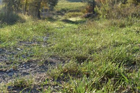 The reactive grass field under the sun in Tuscany Italy Foto stock