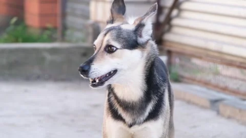 A reactive mixed breed dog barking outdoors 스톡 동영상 313873966