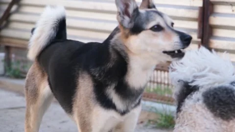 A reactive mixed breed dog barking outdoors 스톡 동영상 313874174