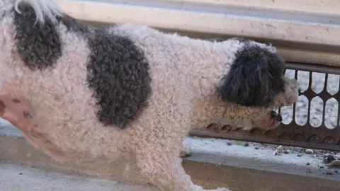 A reactive mixed breed dog barking outdoors 스톡 동영상 313874323