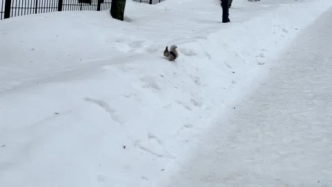 The "reactive" squirrel in the park 스톡 동영상 330978960