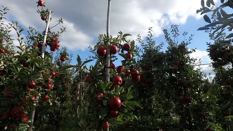 Read apples in a garden Video stock 97345421