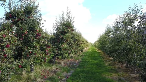Read apples in a garden Video stock 97349746