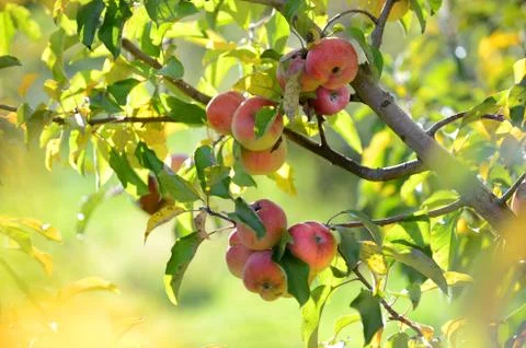 Read apples at harvest Stock Photos