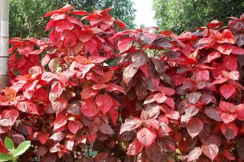 Read leaf Stock Photos