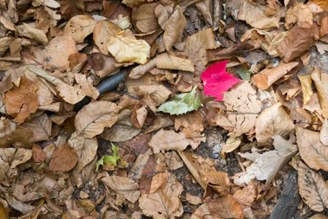 Read leave Stock Photos