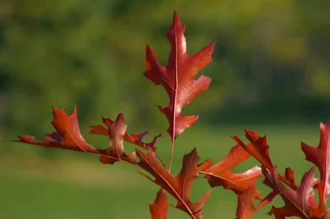 Read oak leaves Foto stock