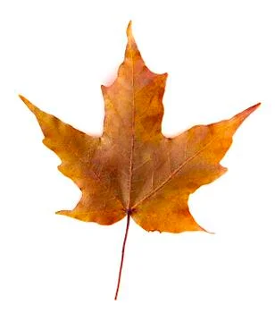 A Read Single Colored Fall Leaf on a White Background Foto stock