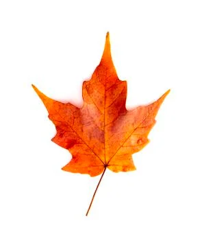 A Read Single Colored Fall Leaf on a White Background Stock Photos