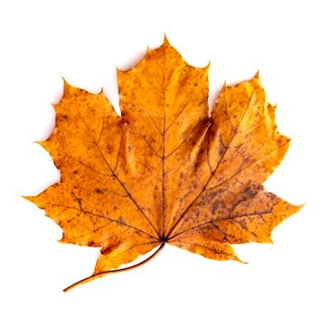 A Read Single Colored Fall Leaf on a White Background Stock Photos