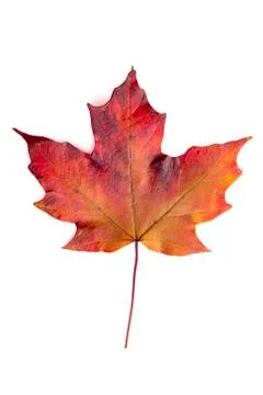 A Read Single Colored Fall Leaf on a White Background Foto stock