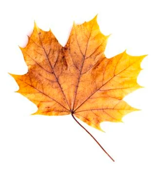A Read Single Colored Fall Leaf on a White Background Stock Photos