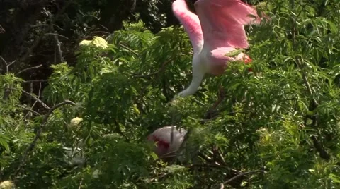 Read spoonbills building a nest in a tree Stock-Footage 41719562