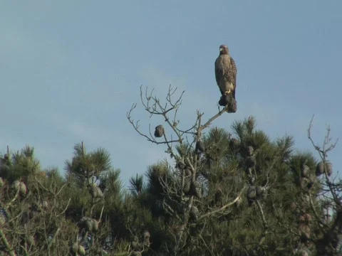 Read-tailed hawk on pine tree Stock-Footage 707139