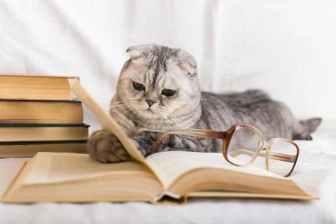 Reader cat. curious gray scottish fold cat lying on open book and looking Foto stock