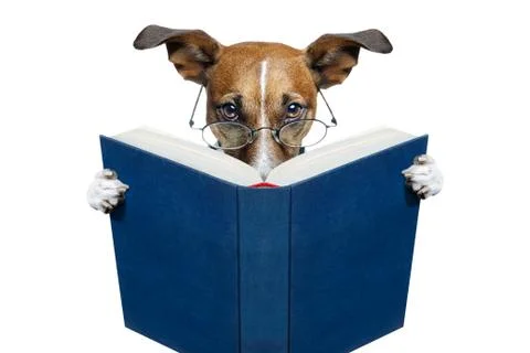 Reading book dog Stock Illustration