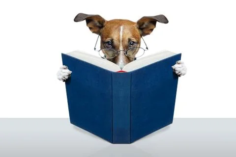 Reading book dog 库存照片