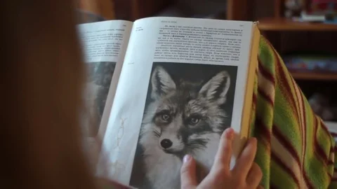 Reading books about foxes Stock Footage 83967051