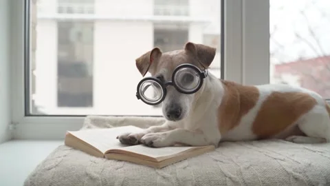 Reading dog nerd glasses funny Vídeo Stock 168752040