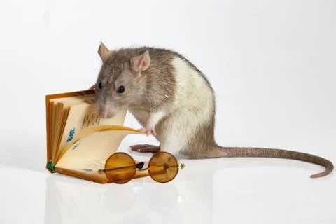 Reading Rat Stock Photos