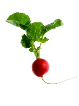 Readish on white background Stock Photos