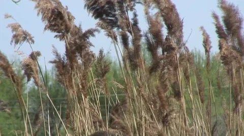 Reads blowing in wind 01 Stock Footage 49303240