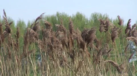 Reads blowing in wind 02 Stock Footage 49303264