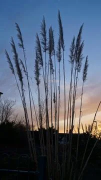 Reads in the sunset Stock Photos
