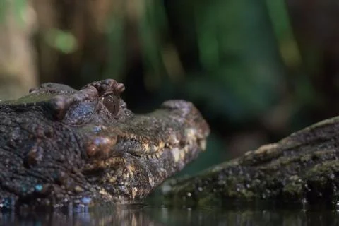 Ready to attack Caiman eye close up detail Stock Photos
