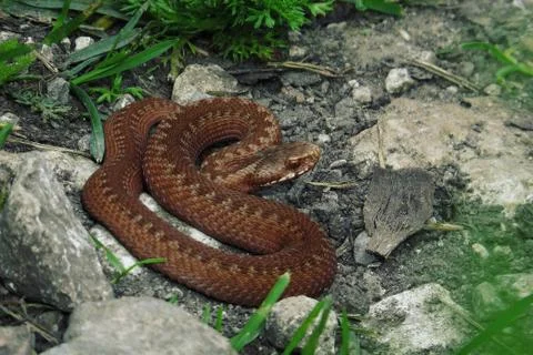 Ready to bite Stock Photos