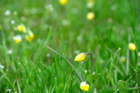 Ready to bloom, first spring unopened flowers. yellow flower in grass. Wild Фото