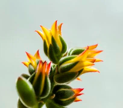 Ready blooming flower buds Foto stock