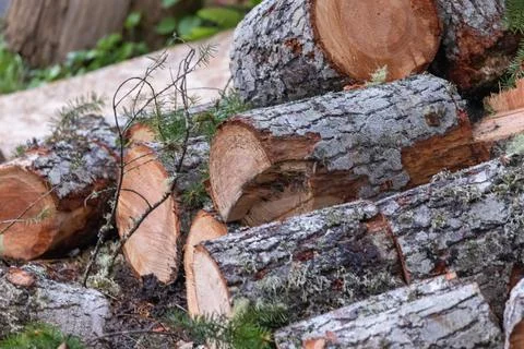 Ready to chop and stack cedar logs Stock Photos