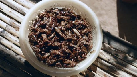 Ready for cooking fresh grasshoppers in a plastic basin ( close up) Stock Footage 84828951