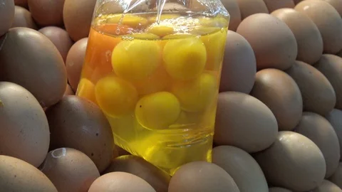 Ready cracked eggs in plastic bag for bakery or restaurant use sell in market Video stock 99847188