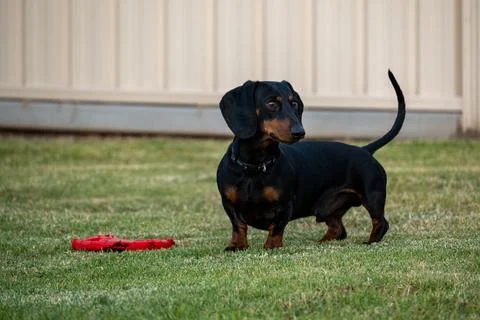 Ready for Fetch Stock Photos